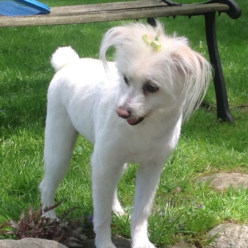 Meet your Posher, Pat